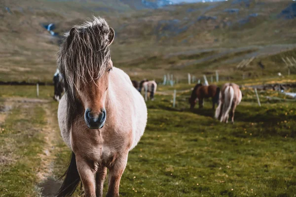 アイスランドの風景の中にアイスランドの馬. — ストック写真