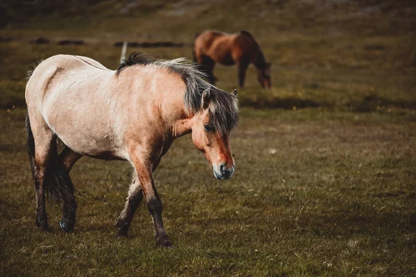 Islandzki koń o malowniczym charakterze Islandii. — Zdjęcie stockowe