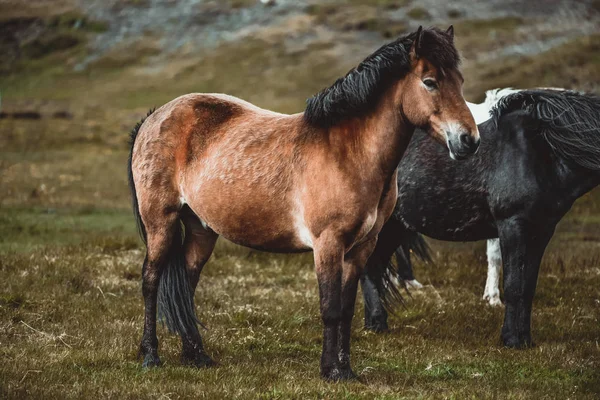 Cheval islandais dans la nature pittoresque de l'Islande. — Photo