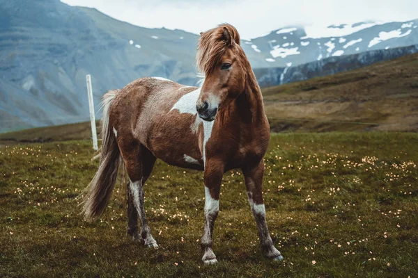 İzlanda 'nın manzaralı doğasında İzlanda atı. — Stok fotoğraf