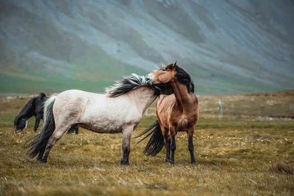 Cavallo islandese nella natura panoramica dell'Islanda. — Foto Stock
