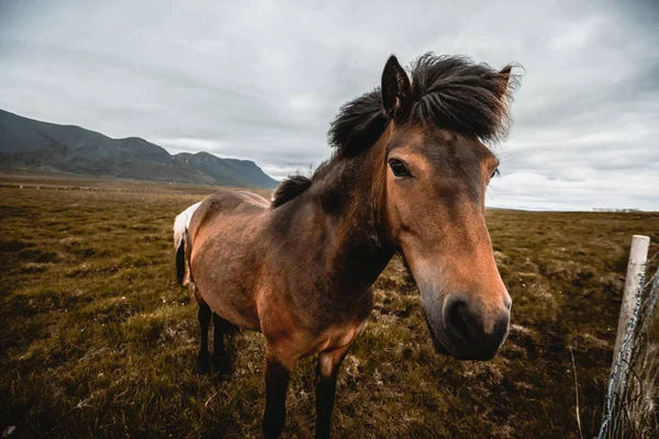 Cheval islandais dans la nature pittoresque de l'Islande. — Photo