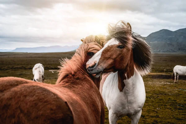 アイスランドの風景の中にアイスランドの馬. — ストック写真