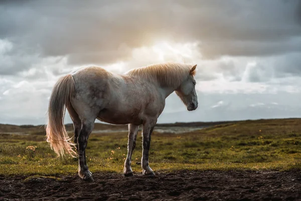 İzlanda 'nın manzaralı doğasında İzlanda atı. — Stok fotoğraf