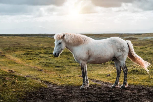 İzlanda 'nın manzaralı doğasında İzlanda atı. — Stok fotoğraf