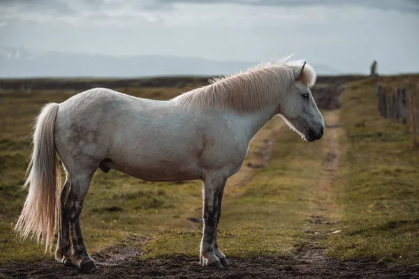 İzlanda 'nın manzaralı doğasında İzlanda atı. — Stok fotoğraf