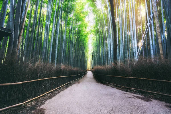 嵐山竹林名所 京都日本 — ストック写真