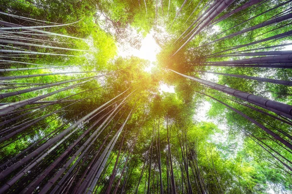 Arashiyama Bamboo Forest luogo famoso Kyoto Giappone — Foto Stock