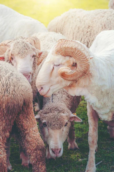 Moutons sur champ d'herbe verte dans la maison de ferme . — Photo