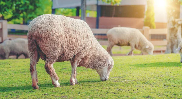 Moutons sur champ d'herbe verte dans la maison de ferme . — Photo