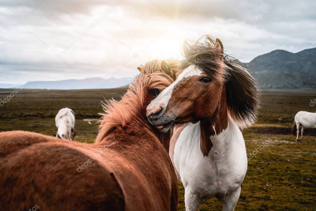 Icelandic horse in scenic nature of Iceland.