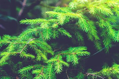 Yeşil Doğa Arka Plan Yumuşak Odak Görüntü.