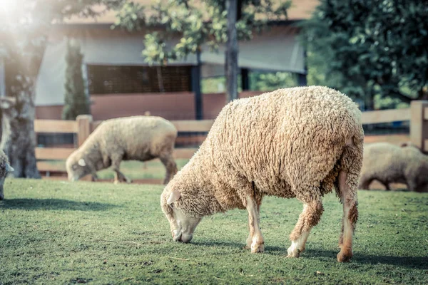 Овцы на зеленом газоне в фермерском доме . — стоковое фото