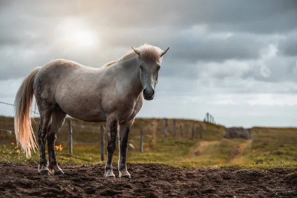 İzlanda 'nın manzaralı doğasında İzlanda atı. — Stok fotoğraf