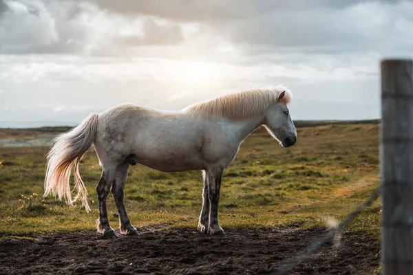 İzlanda 'nın manzaralı doğasında İzlanda atı. — Stok fotoğraf