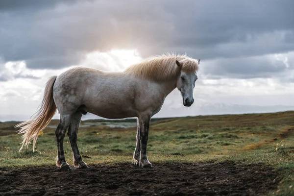 Islandshäst i naturskön natur på Island. — Stockfoto