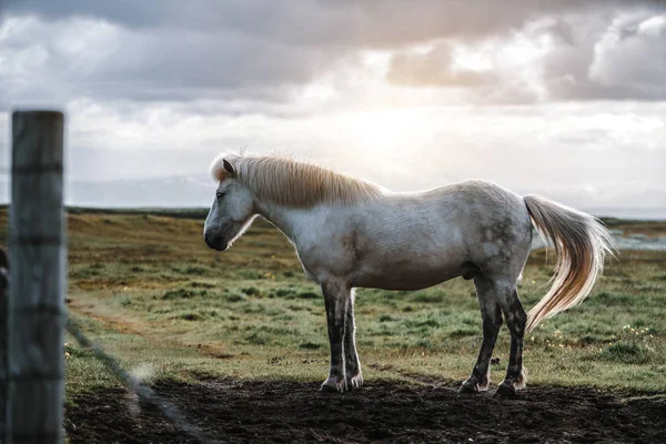 İzlanda 'nın manzaralı doğasında İzlanda atı. — Stok fotoğraf