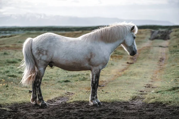 İzlanda 'nın manzaralı doğasında İzlanda atı. — Stok fotoğraf