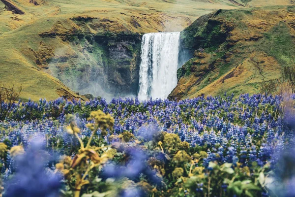 Cascade de Skogafoss en Islande en été. — Photo