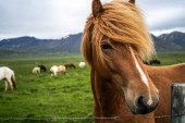Izland festői jellegű izlandi ló.