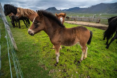 İzlanda 'nın manzaralı doğasında İzlanda atı.