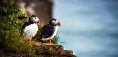 Auk ailesinde Vahşi Atlantik puffin seabird.