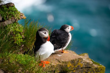 Auk ailesinde Vahşi Atlantik puffin seabird.