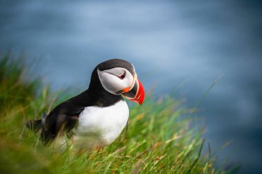 Auk ailesinde Vahşi Atlantik puffin seabird.