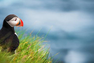 Auk ailesinde Vahşi Atlantik puffin seabird.