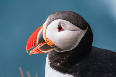 Auk ailesinde Vahşi Atlantik puffin seabird.