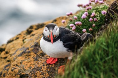 Auk ailesinde Vahşi Atlantik puffin seabird.