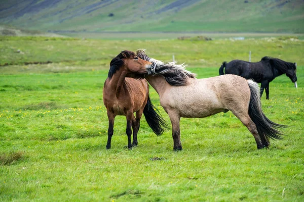 Ισλανδικό άλογο στη γραφική φύση της Ισλανδίας. — Φωτογραφία Αρχείου