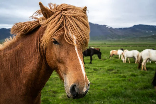 Cheval islandais dans la nature pittoresque de l'Islande. — Photo