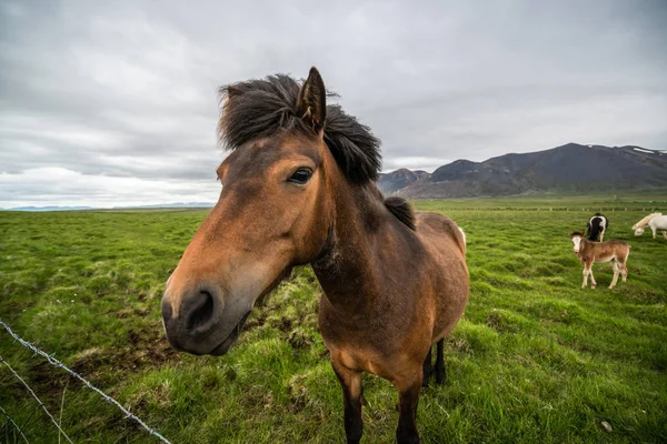 Islandshäst i naturskön natur på Island. — Stockfoto