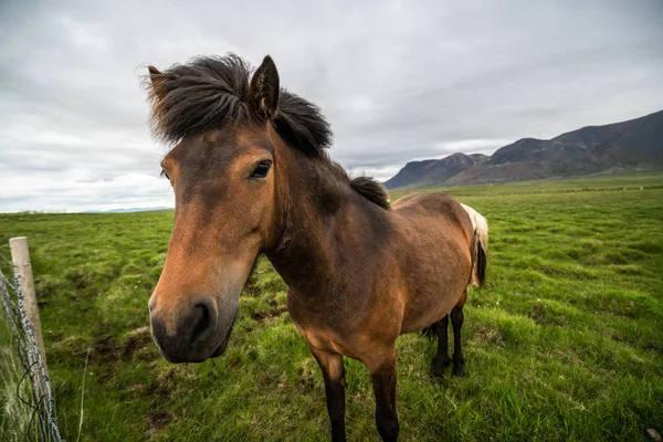 Icelandic horse in scenic nature of Iceland. — Stock Photo, Image