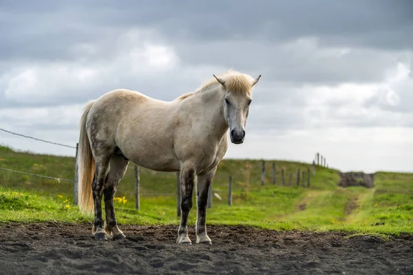 Caballo islandés en la naturaleza escénica de Islandia. — Foto de Stock