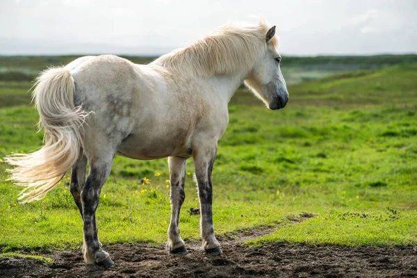 Islandshäst i naturskön natur på Island. — Stockfoto
