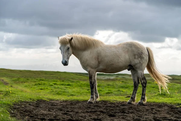 İzlanda 'nın manzaralı doğasında İzlanda atı. — Stok fotoğraf