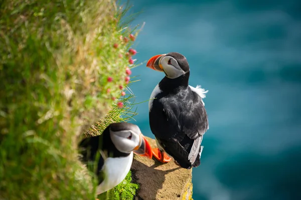 英国の家族の野生の大西洋パフィン海鳥. — ストック写真