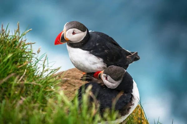 Macareux macareux dans la famille des pingouins . — Photo