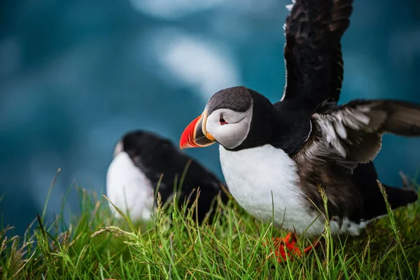 Wilde Atlantische papegaaiduiker zeevogel in de auk familie. — Stockfoto