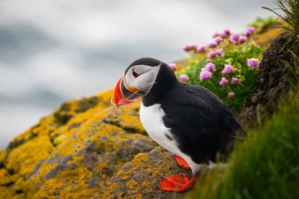 Aves de mar del frailecillo atlántico salvaje en la familia auk . — Foto de Stock