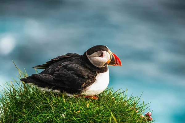 Wilde Atlantische papegaaiduiker zeevogel in de auk familie. — Stockfoto