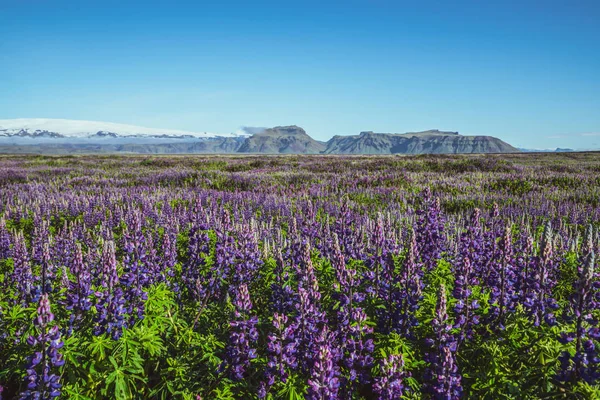 Campo de flores de Lupine em Vik Islândia . — Fotografia de Stock