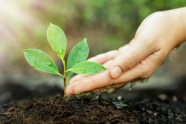 Nouvelle vie des jeunes plants poussent dans le sol noir — Photo