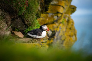 Auk ailesinde Vahşi Atlantik puffin seabird.