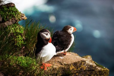 Auk ailesinde Vahşi Atlantik puffin seabird.