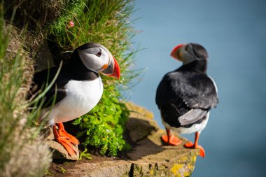 Auk ailesinde Vahşi Atlantik puffin seabird.