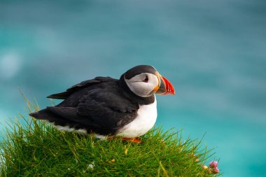 Auk ailesinde Vahşi Atlantik puffin seabird.
