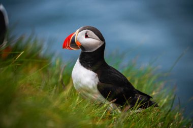 Auk ailesinde Vahşi Atlantik puffin seabird.